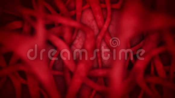 红色血管的人体心脏血管系统心跳动画医学概念静脉和动脉循环系统脉搏视频的预览图