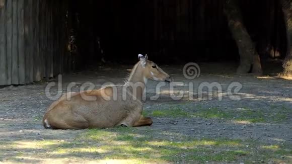 夏天动物园草地上一只细长羚羊躺在草地上视频的预览图
