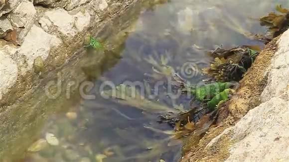 多塞特海岸的海藻视频的预览图