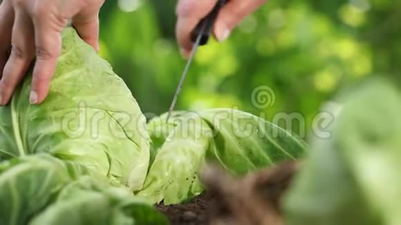 手在菜园里摘一棵白菜收起来放进柳条筐里收起来视频的预览图