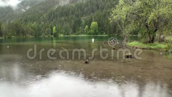 白天鹅在多雨的天气下在费尔斯坦塞绿色的山湖上游泳视频的预览图