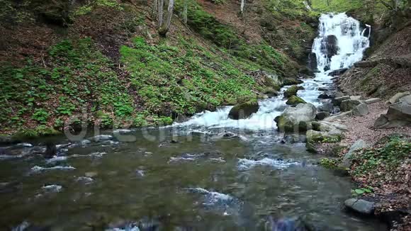 深林中的水流视频的预览图