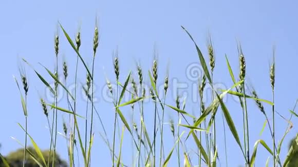 绿色小麦植物视频的预览图