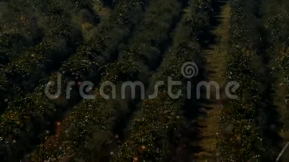 收割前的一排排葡萄园从上面看视频的预览图