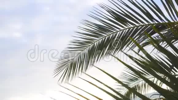 棕榈枝逆天视频的预览图