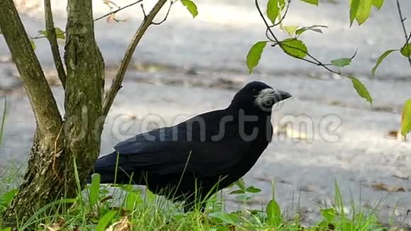 阳光明媚的一天一只大黑乌鸦在草坪上寻找食物视频的预览图