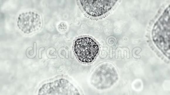 来自中国的冠状病毒通过显微镜观察细菌病毒感染nCOV3D黑白渲染视频的预览图