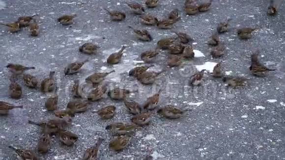 一群麻雀为面包屑而战视频的预览图