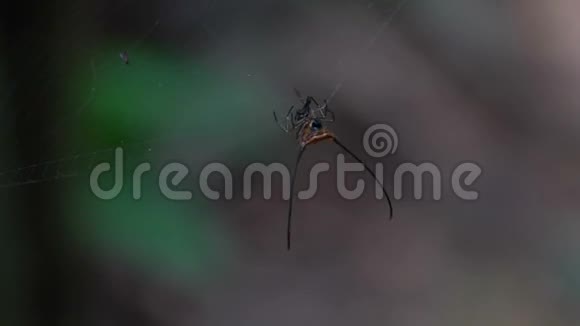 布法罗蛛网上挂着的蜘蛛视频的预览图