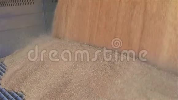 小麦下落的特写将小麦装入筒仓视频的预览图