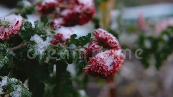 雪下红叶红菊花初雪秋春初冬动作缓慢视频的预览图