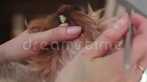 兽医来清洁狗牙视频的预览图