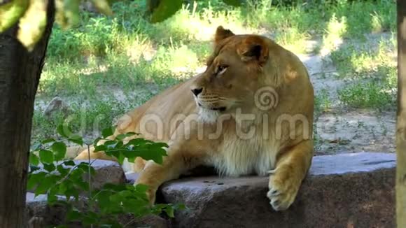 在阳光明媚的一天动物园里有大的雌性动物躺着张开的爪子视频的预览图