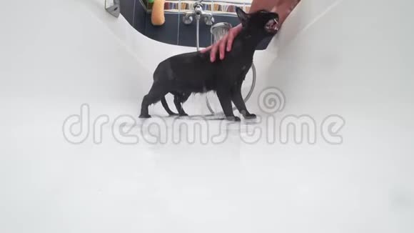 在浴缸里洗一只黑猫4k动作摄像机视频的预览图