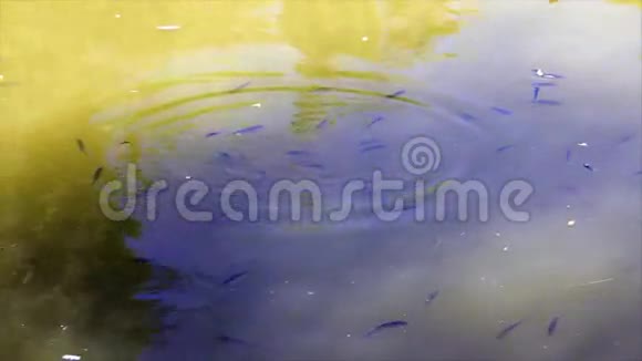 阴水中的小鱼视频的预览图