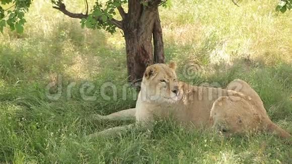 狮子在树荫下休息视频的预览图