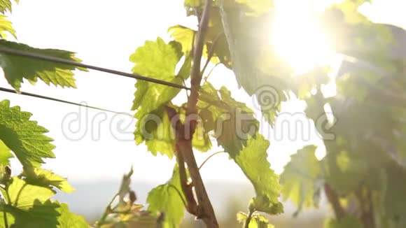 从葡萄的叶子上可以看到太阳的射线视频的预览图