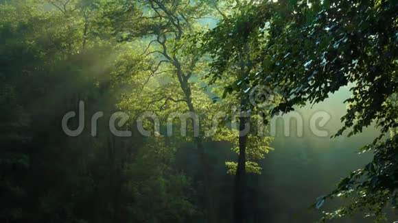 早晨的森林树木升起的阳光视频的预览图