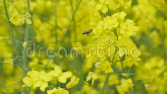 小黄花上蜜蜂视频的预览图