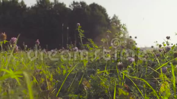 草甸花初夏的早晨视频的预览图