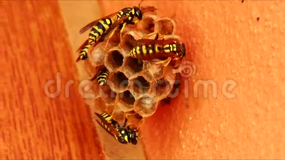 黄蜂筑巢4K视频的预览图