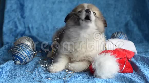 小狗在蓝色背景下休息圣诞节视频的预览图