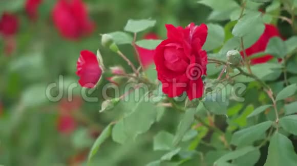 生长在自然丛中的狗玫瑰花视频的预览图