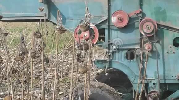 老联合收割机在田野上晒干向日葵运作的收割机详情视频的预览图