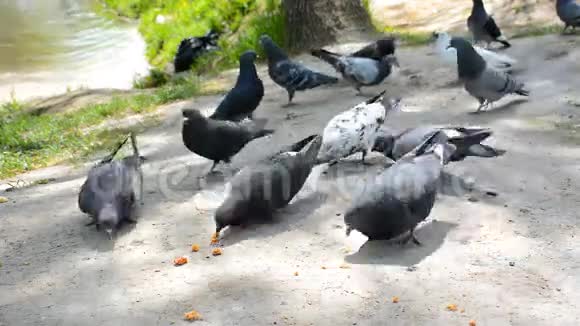 一群吃面包屑的鸽子阳光明媚的一天在城市公园视频的预览图