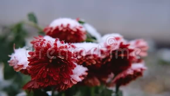 雪下红叶红菊花初雪秋春初冬动作缓慢视频的预览图
