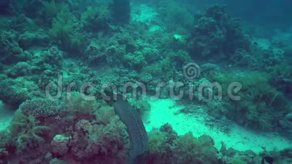 巨鳗裸鳃鳗在红海很常见视频的预览图