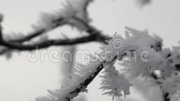 冬季场景4视频的预览图
