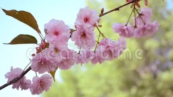近景嫩开樱花花日本花园视频的预览图
