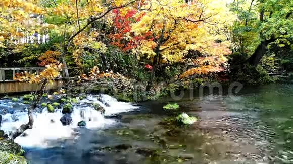 秋木中的小溪视频的预览图
