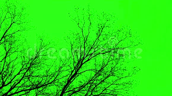 裸树绿色屏幕视频的预览图
