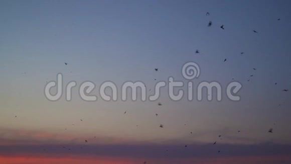 鸟儿在夕阳下的天空飞翔视频的预览图