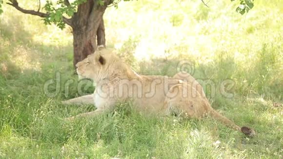 狮子在树荫下休息视频的预览图
