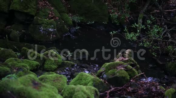 美丽的小溪在雨中长满了绿苔的石头视频的预览图