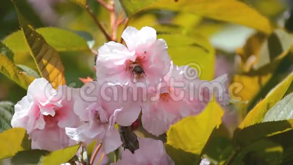 樱花树枝蜜蜂采花花粉视频的预览图