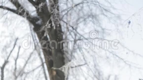在美妙的冬天情侣在雪地公园散步视频的预览图