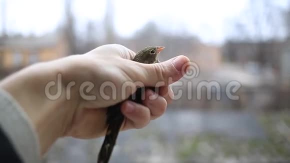 手牵着小鸟视频的预览图
