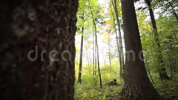 森林森林计划视频的预览图