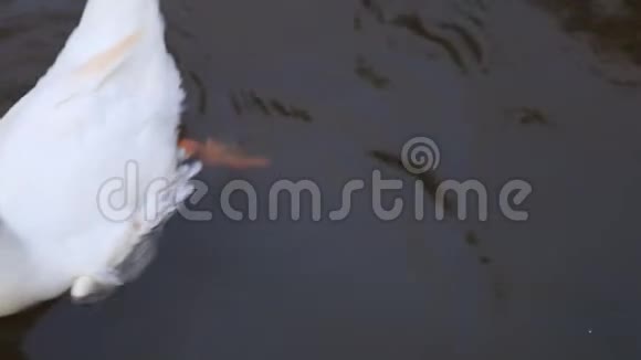 在池塘水上鸭子视频的预览图