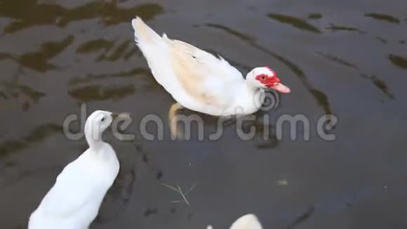 在池塘水上鸭子视频的预览图