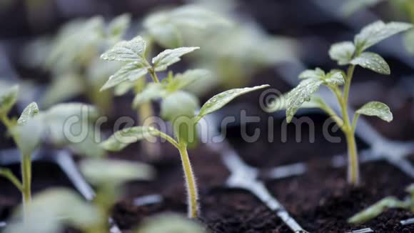 种植番茄幼苗视频的预览图