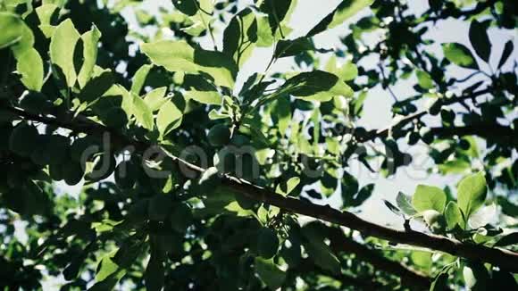 花园里的绿梅枝视频的预览图