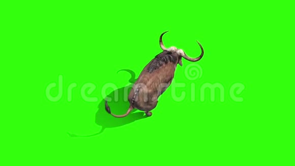 水牛跑圈顶级动物角绿色屏幕3D渲染动画视频的预览图