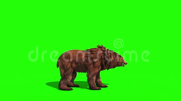 布朗熊攻击循环侧绿色屏幕三维渲染动画视频的预览图