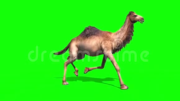 骆驼机器人运行周期侧绿色屏幕循环沙漠三维渲染动画视频的预览图