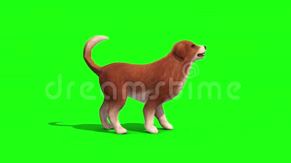 布朗大狗树皮边绿屏3D渲染动画视频的预览图